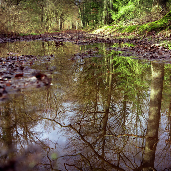 The reflecting forest