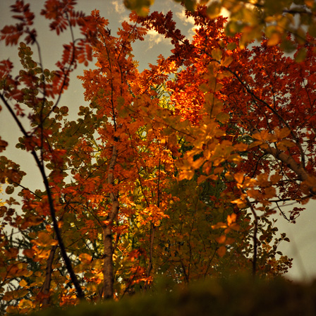 L'automne