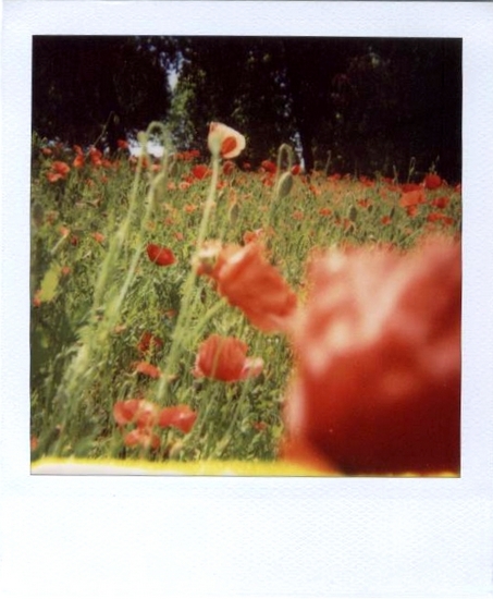 coquelicots