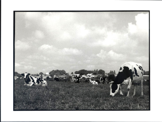 Photo Lubiel 1999. Vaches tranquilles