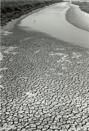 camargue