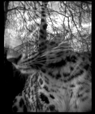 Animal holga