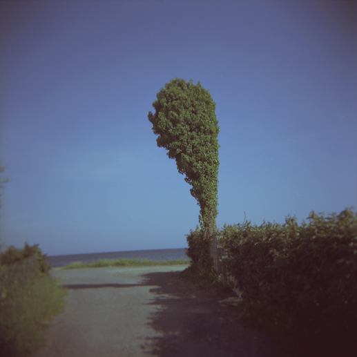 Le poteau redevenu arbre