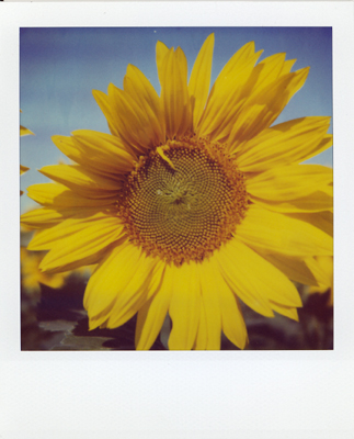 tournesol