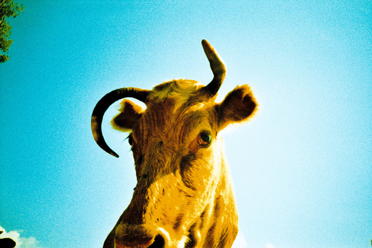 vache 2 corse