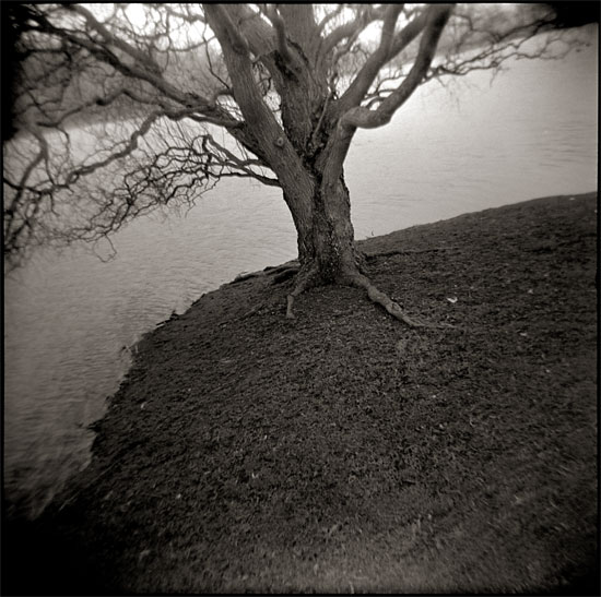 l'arbre, la terre et l'tang.