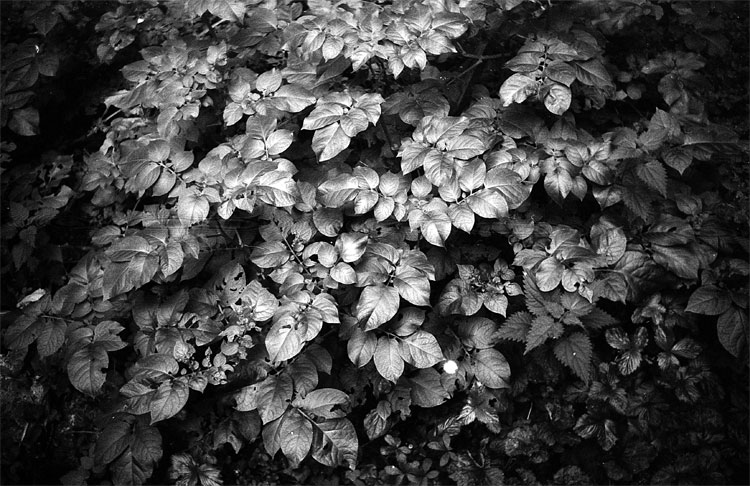 sous-bois, sur feuille