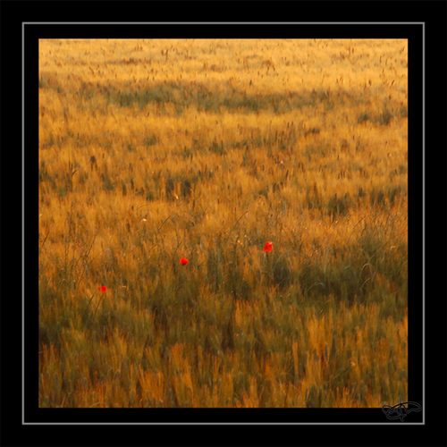 bl et coquelicot