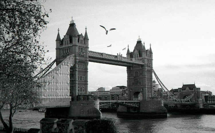 Tower Bridge & Bird