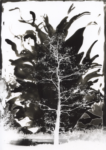 Pinhole tree 3