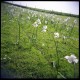 mille jonquilles dans un cimetire grande guerre en picardie